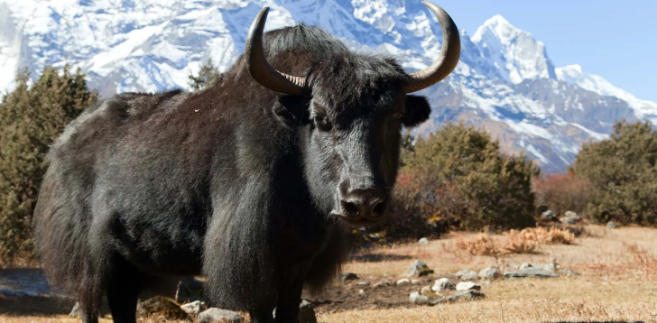 Yak