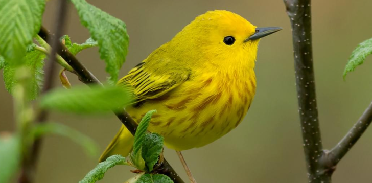 Yellow-Bird