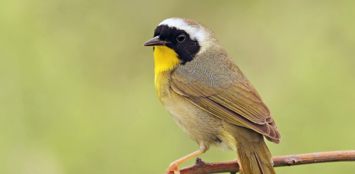 Yellowthroat