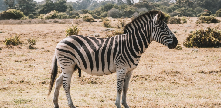 Zebra