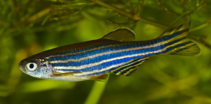 Zebrafish