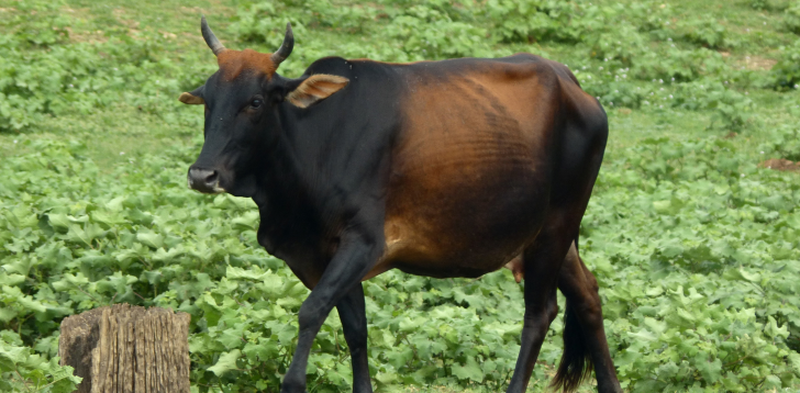 Zebu