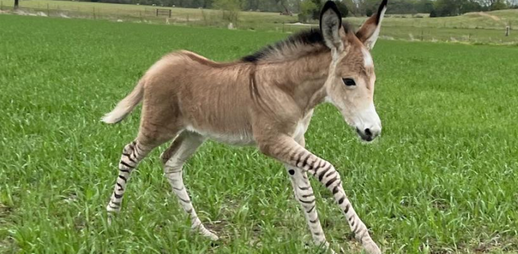 Zonkey