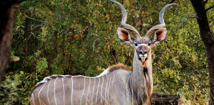 kudu