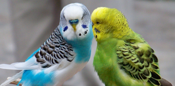 parakeet