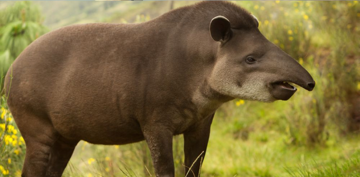 tapir