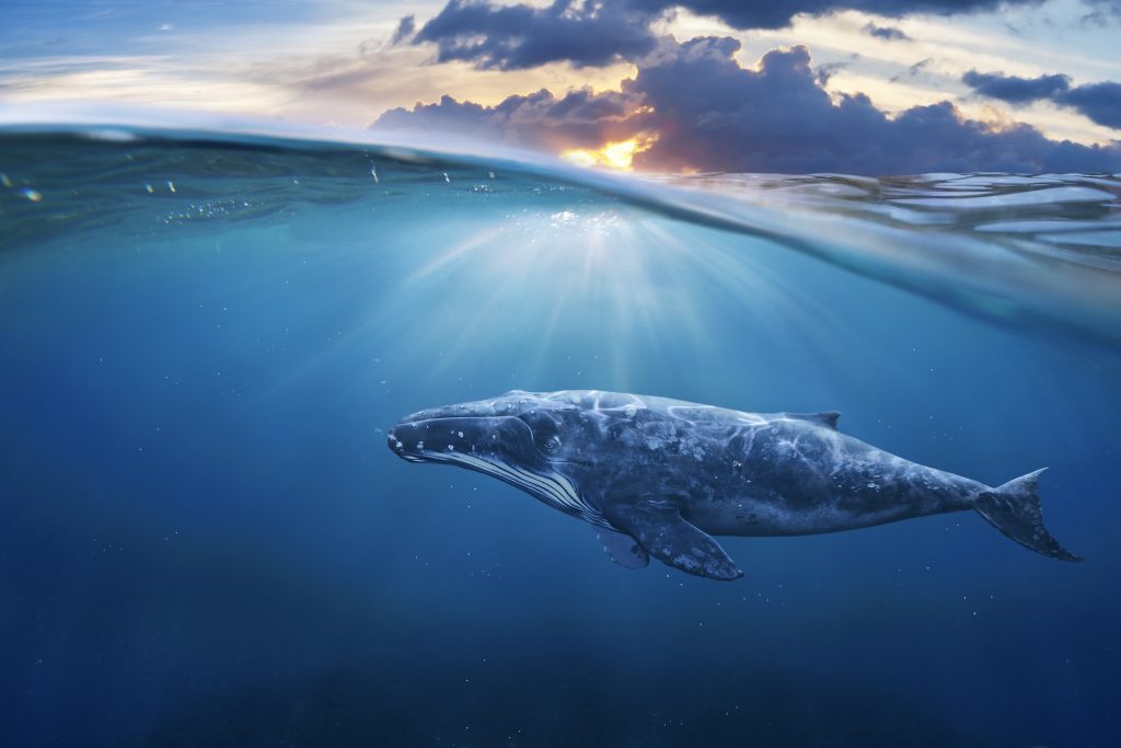Explore New Depths With Tarot Cards Pulled for Pisces Season