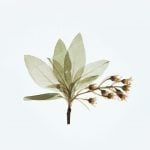 Weekly Horoscope: May 11, 2026 to May 17, 2026—Sensual Beauty