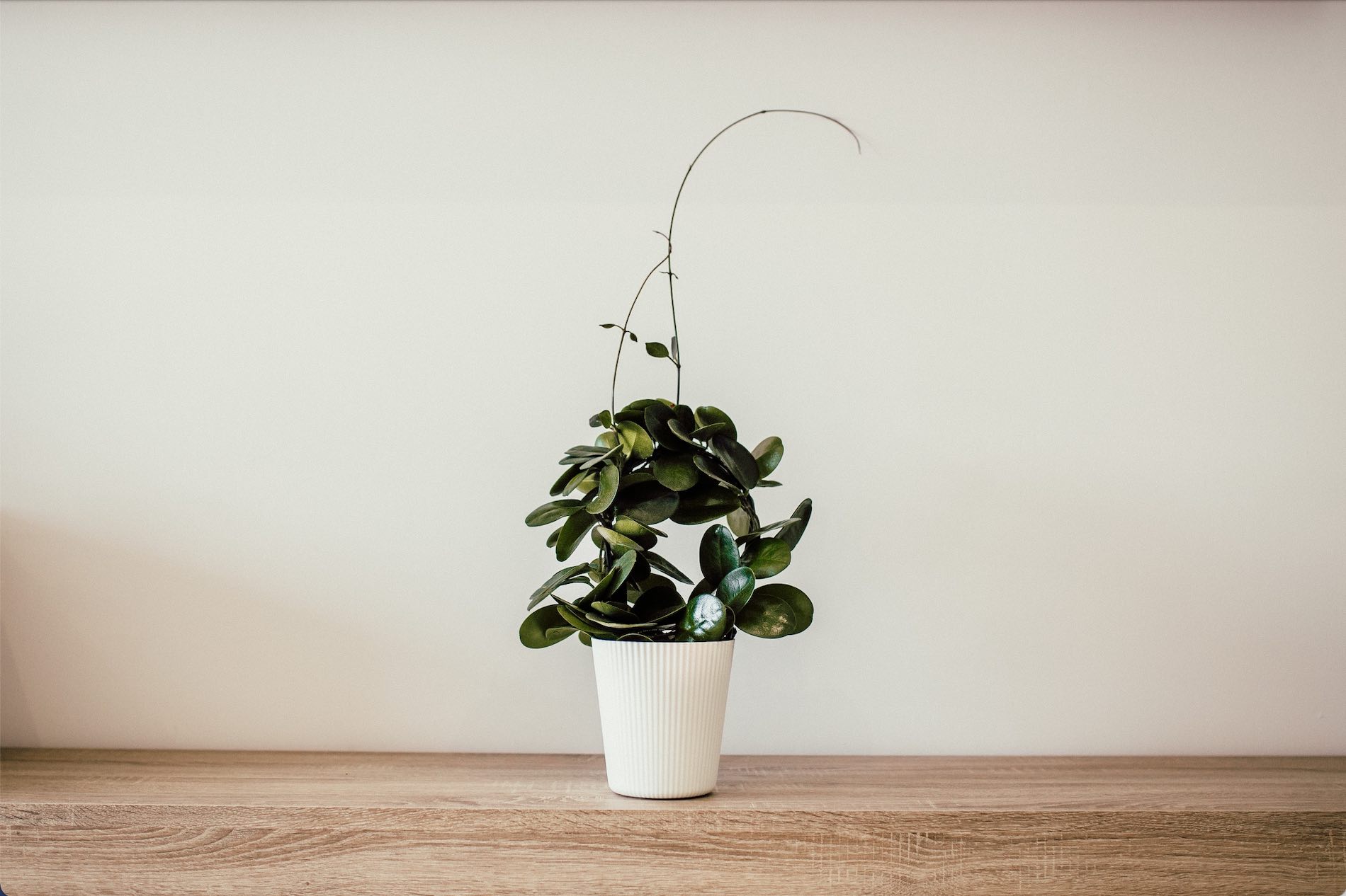 This Is the Perfect Houseplant for Your Zodiac Sign