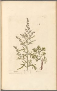 Mugwort Venus Plant