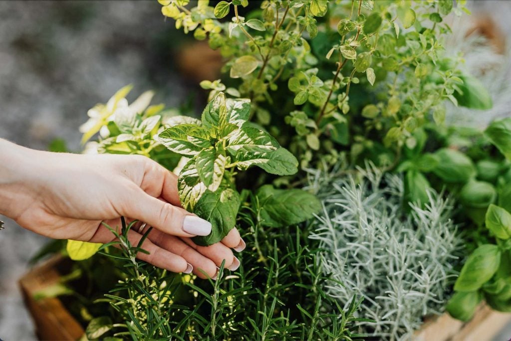 Clear Your Cleanse: 6 Herbs to Burn Instead of Sage