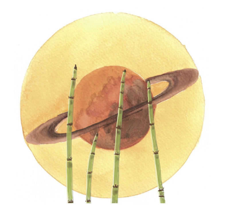 Saturn's Plants Are Symbols of Strength