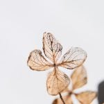 Samhain Traditions: 6 Ways to Honor Its Irish Roots