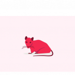 Rat  