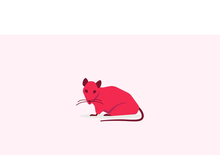 Rat